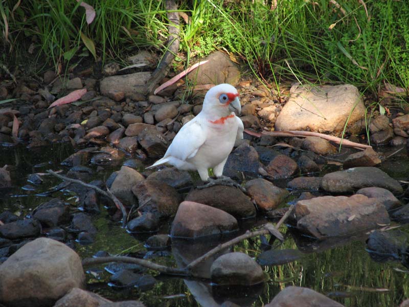 Major Mitchell's Cockatoo